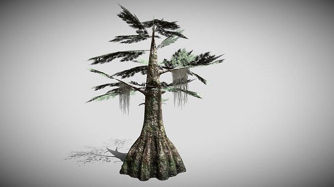 Bald Cypress Low-poly 3D model