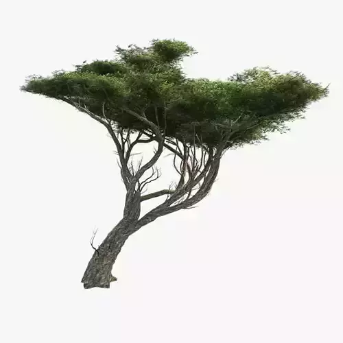 Acacia Tree Low-poly 3D model
