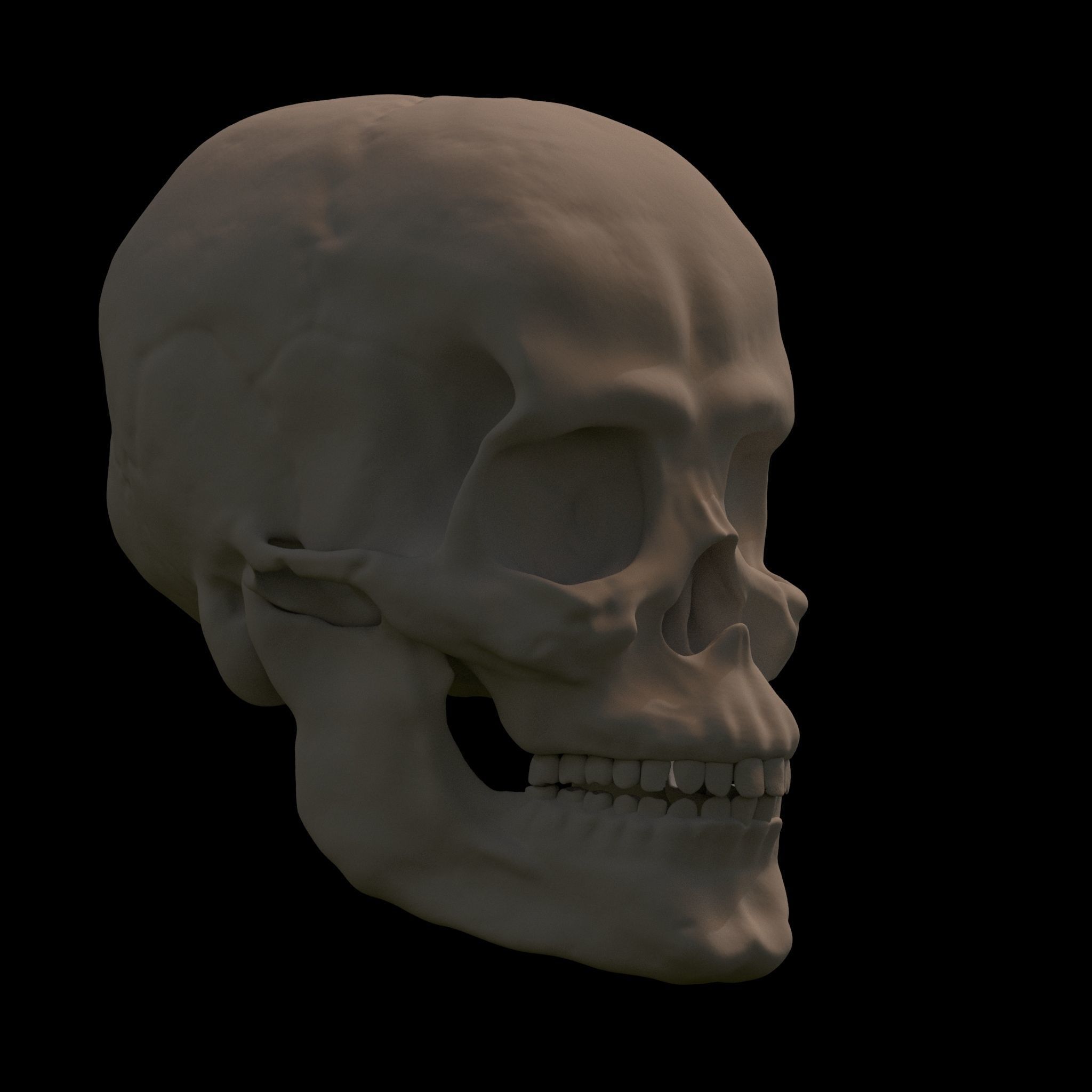 Anatomically Correct Skull 3D model_3
