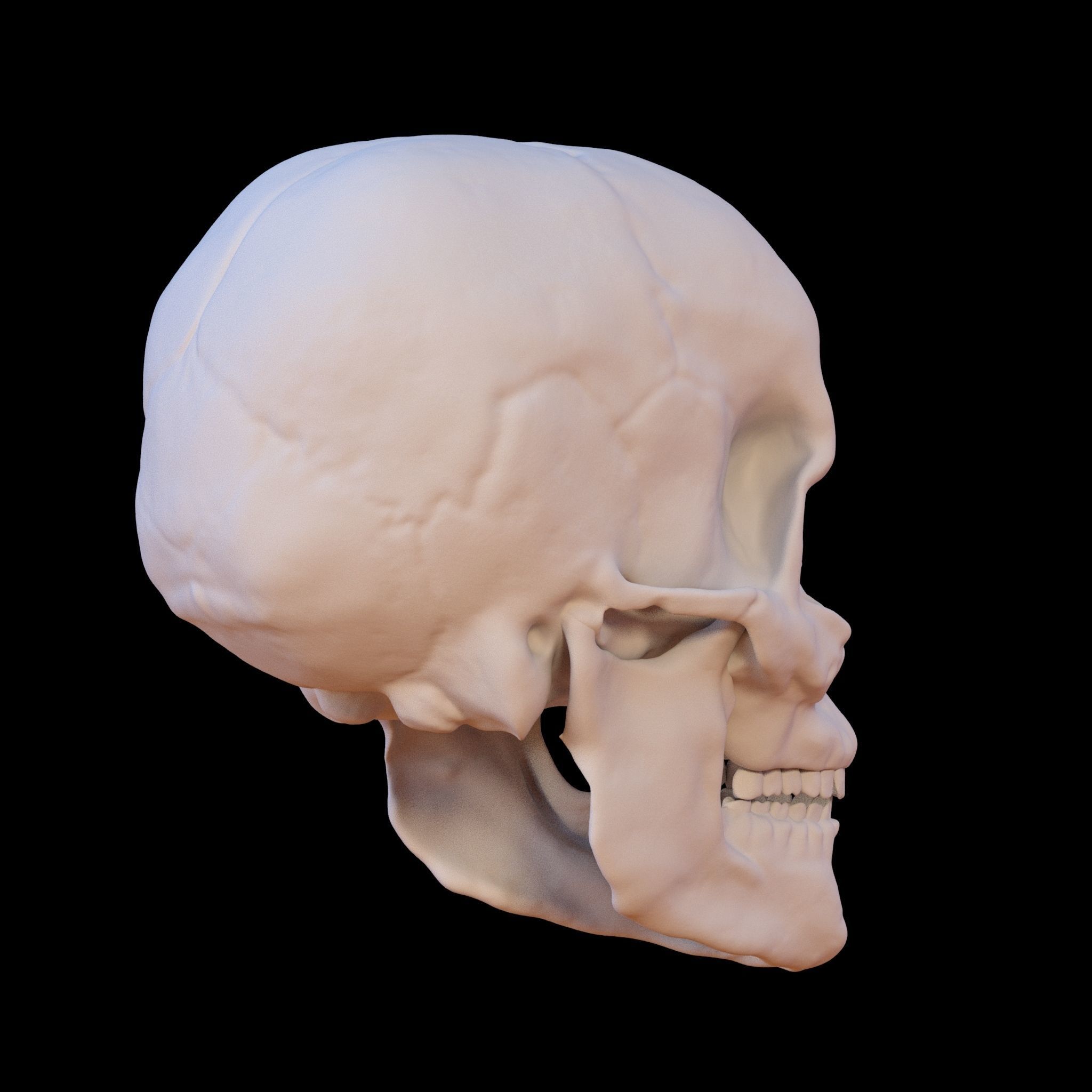 Anatomically Correct Skull 3D model_4