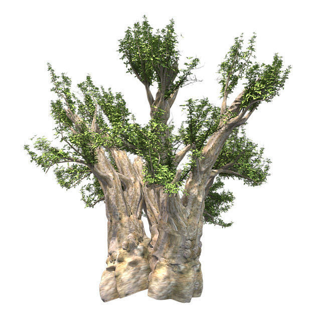African Baobab Tree Low-poly 3D model_1