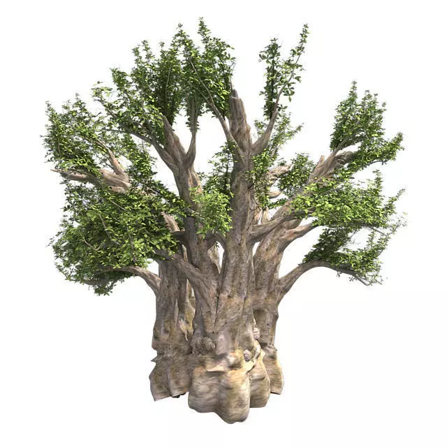 African Baobab Tree Low-poly 3D model_0