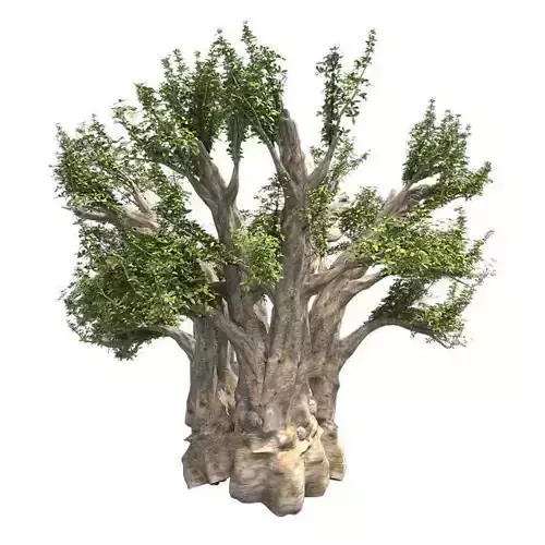 African Baobab Tree Low-poly 3D model