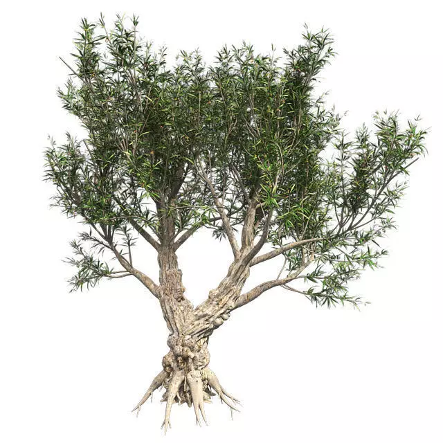 African Olive Tree Low-poly 3D model_0