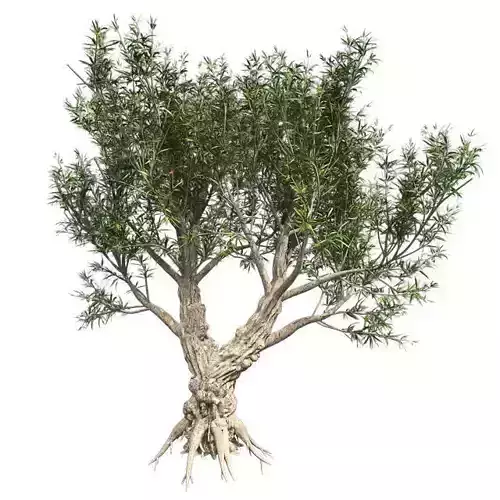 African Olive Tree Low-poly 3D model
