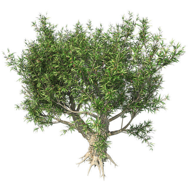 African Olive Tree Low-poly 3D model_2
