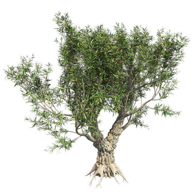 African Olive Tree Low-poly 3D model_1