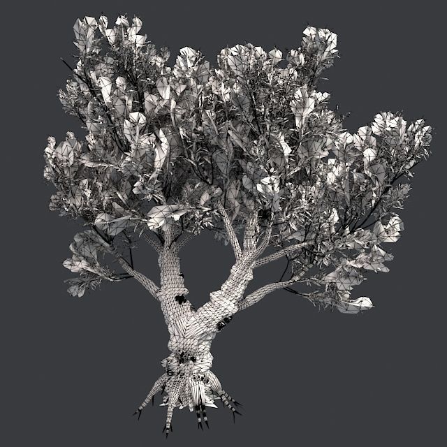 African Olive Tree Low-poly 3D model_3