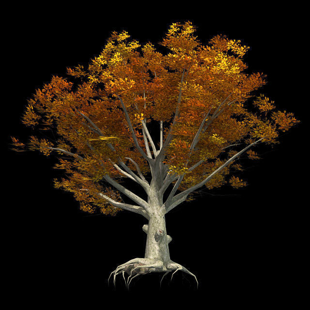 American Beech Fall Tree Low-poly 3D model_2