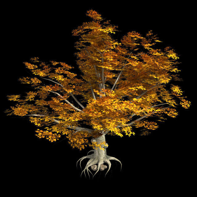 American Beech Fall Tree Low-poly 3D model_1