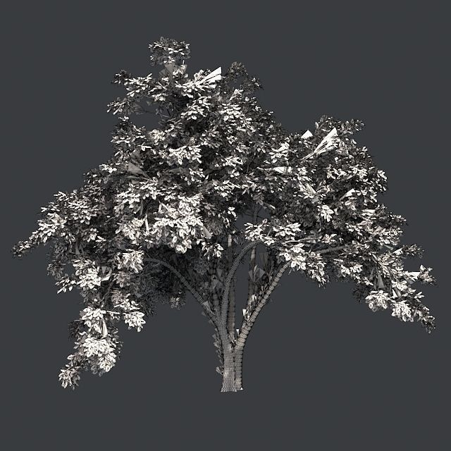 American Elm Tree Low-poly 3D model_4