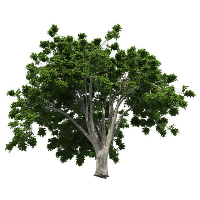 American Elm Tree Low-poly 3D model_2