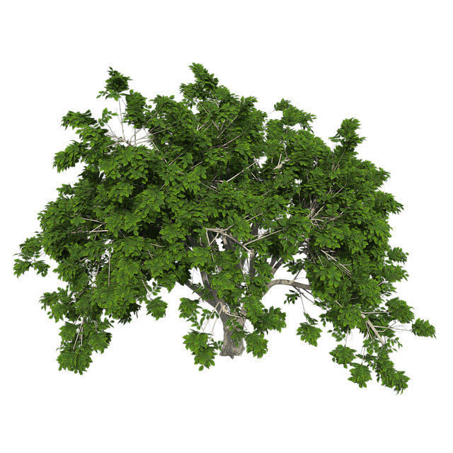 American Elm Tree Low-poly 3D model_3