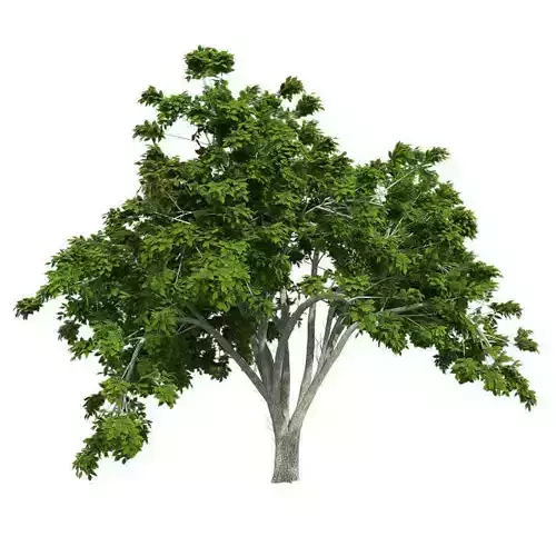 American Elm Tree