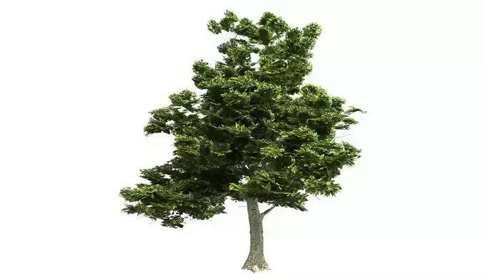 American Sycamore Tree Low-poly 3D model