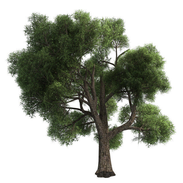 Amur Cork Tree Low-poly 3D model_3