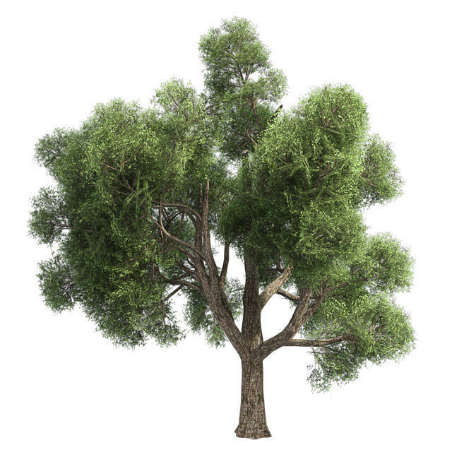 Amur Cork Tree Low-poly 3D model_1