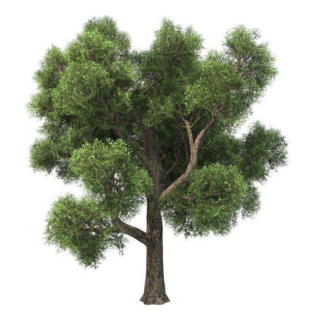 Amur Cork Tree Low-poly 3D model_2