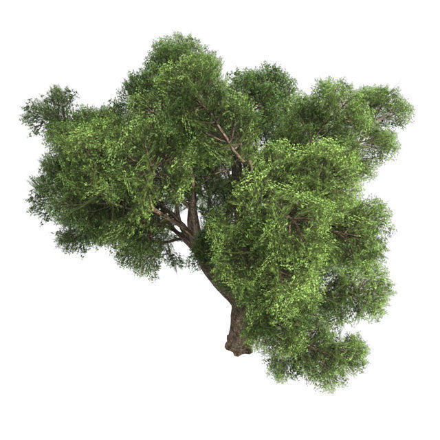 Amur Cork Tree Low-poly 3D model_4