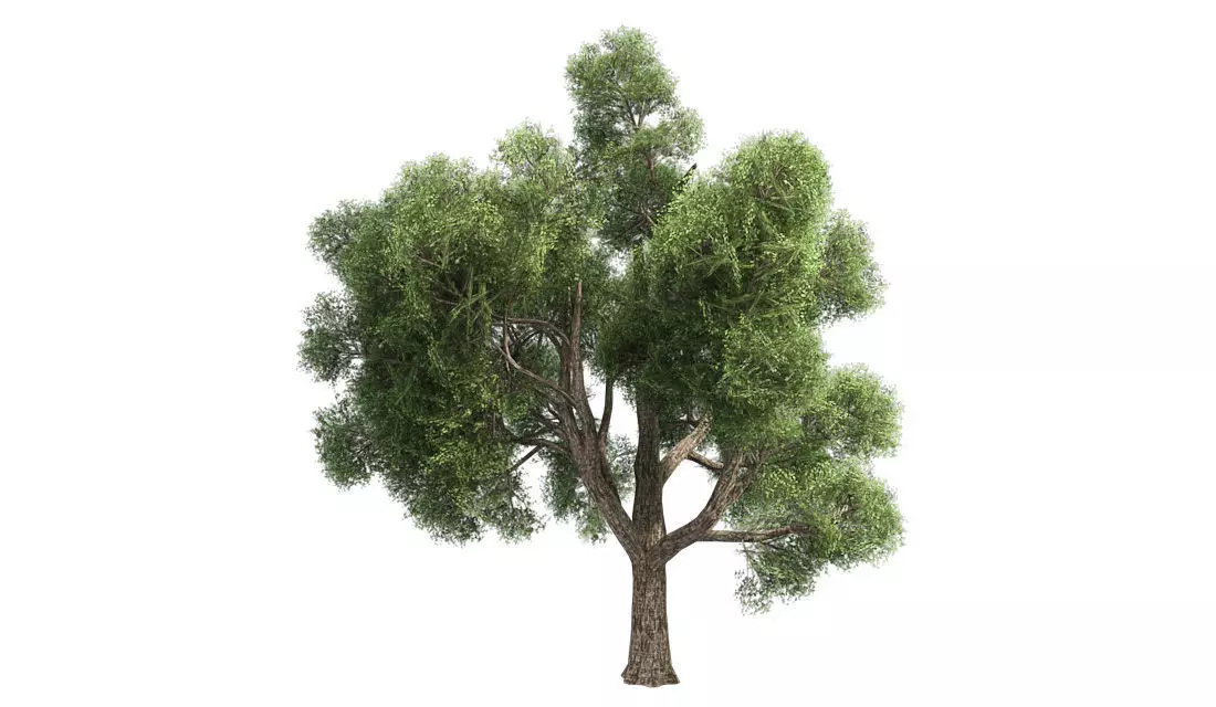 Amur Cork Tree Low-poly 3D model_0