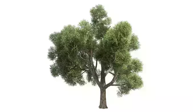 Amur Cork Tree Low-poly 3D model