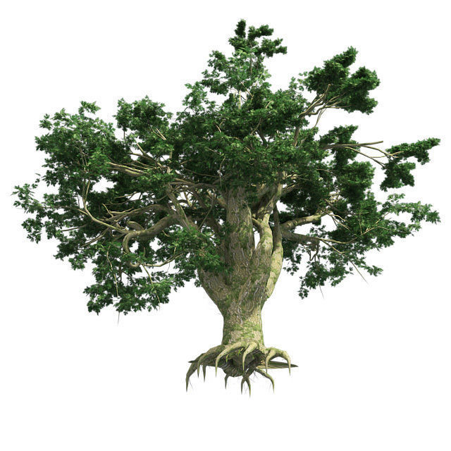 Bigleaf Maple Tree Low-poly 3D model_3