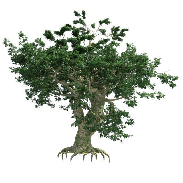 Bigleaf Maple Tree Low-poly 3D model_2