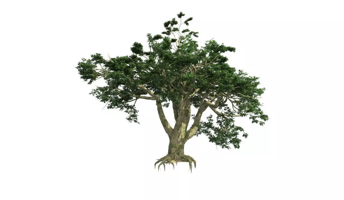 Bigleaf Maple Tree Low-poly 3D model_0