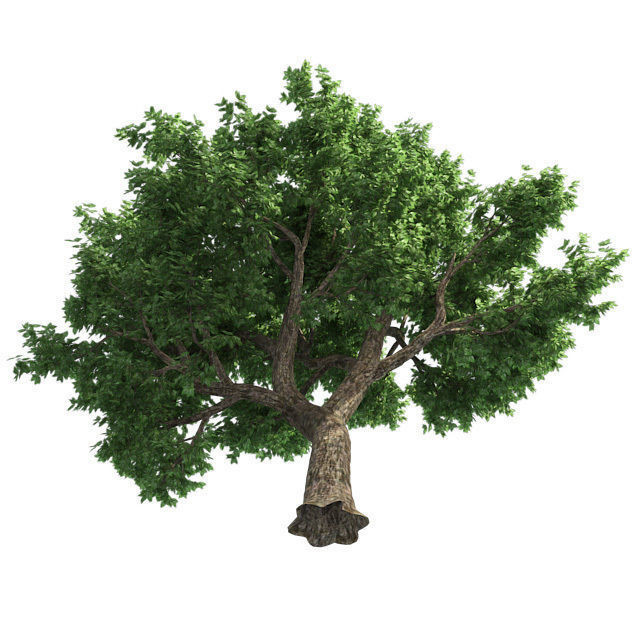 Amur Cork Tree 2 Low-poly 3D model_3