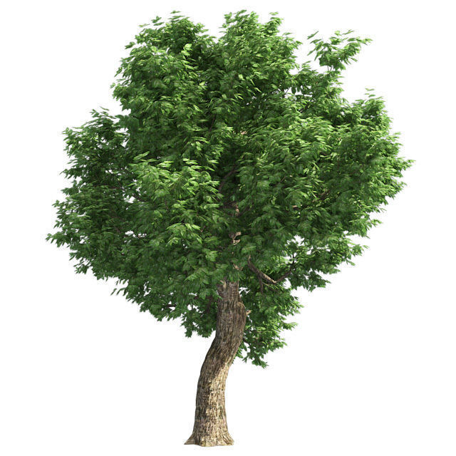 Amur Cork Tree 2 Low-poly 3D model_2