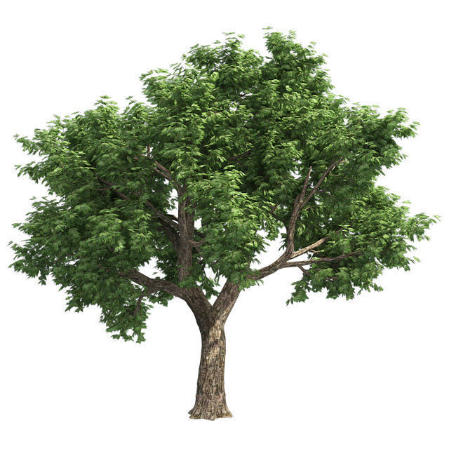 Amur Cork Tree 2 Low-poly 3D model_1