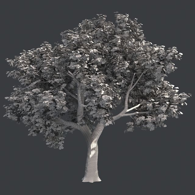 Amur Cork Tree 2 Low-poly 3D model_4