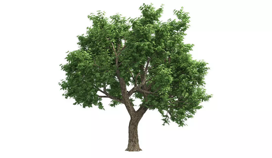Amur Cork Tree 2 Low-poly 3D model_0