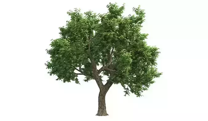 Amur Cork Tree 2 Low-poly 3D model