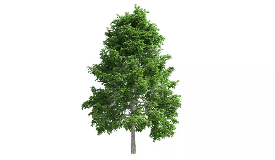 Black Gum Tree Low-poly 3D model