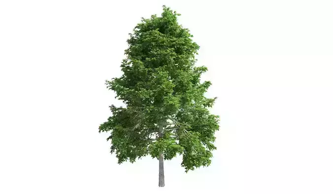 Black Gum Tree Low-poly 3D model