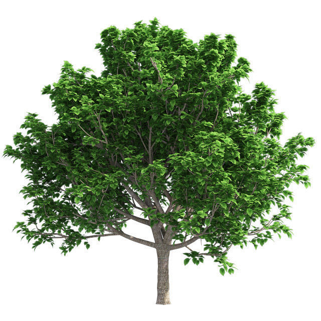 Brad Ford Pear Tree Low-poly 3D model_2