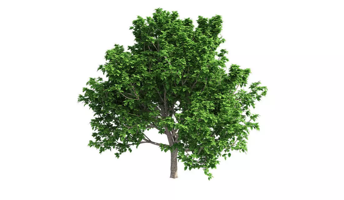 Brad Ford Pear Tree Low-poly 3D model_0