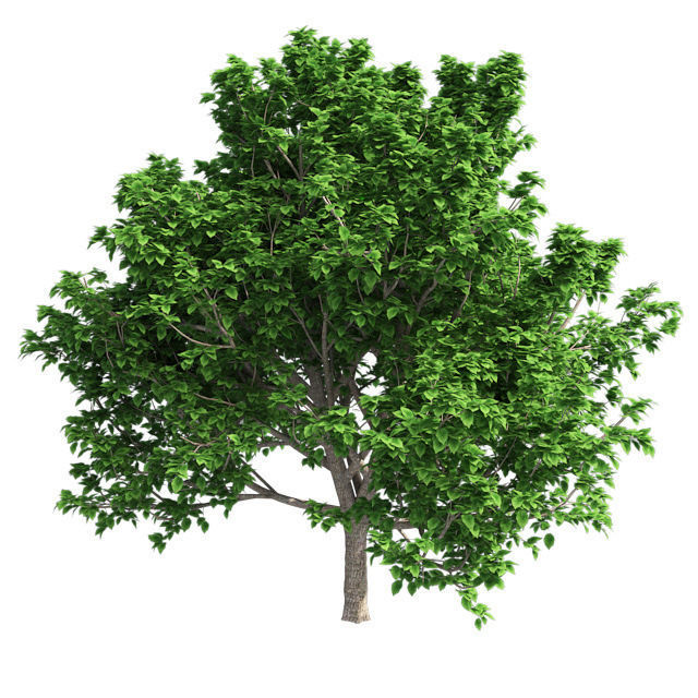 Brad Ford Pear Tree Low-poly 3D model_1