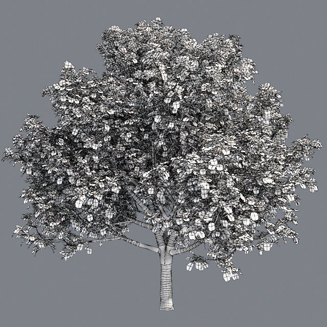 Brad Ford Pear Tree Low-poly 3D model_5