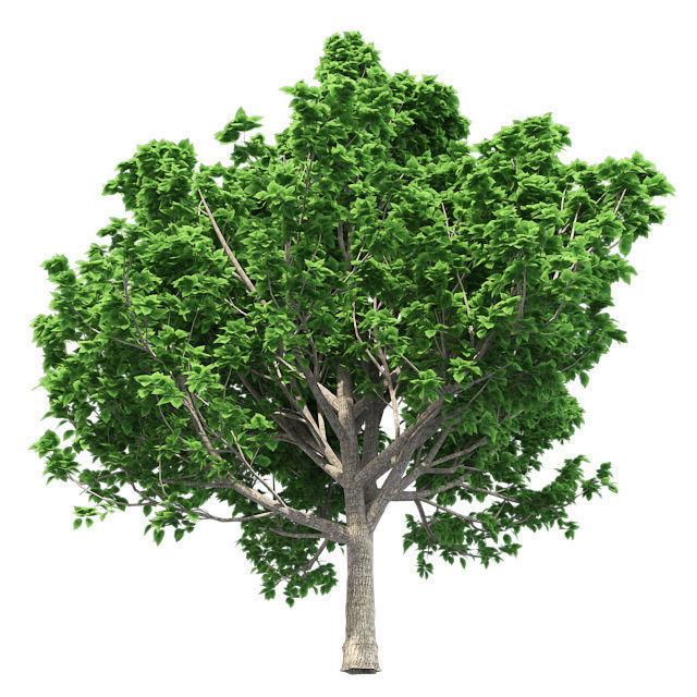 Brad Ford Pear Tree Low-poly 3D model_3