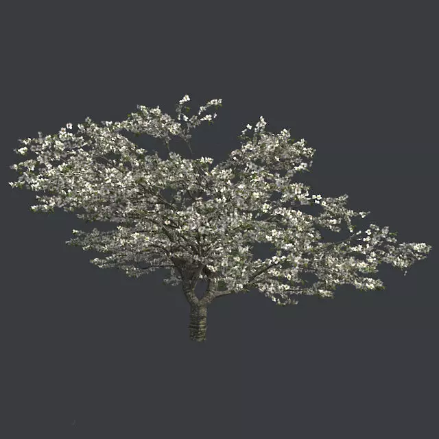Cherry Blossom Tree Low-poly 3D model_0