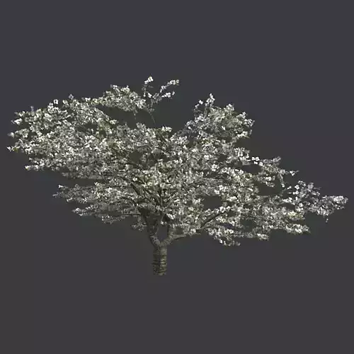 Cherry Blossom Tree Low-poly 3D model