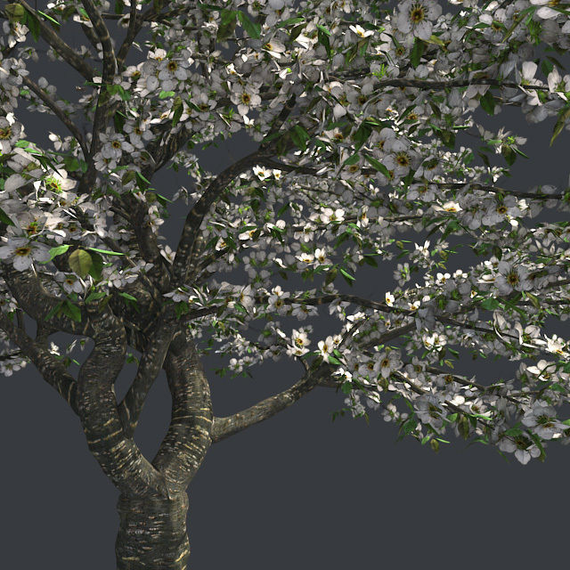 Cherry Blossom Tree Low-poly 3D model_2