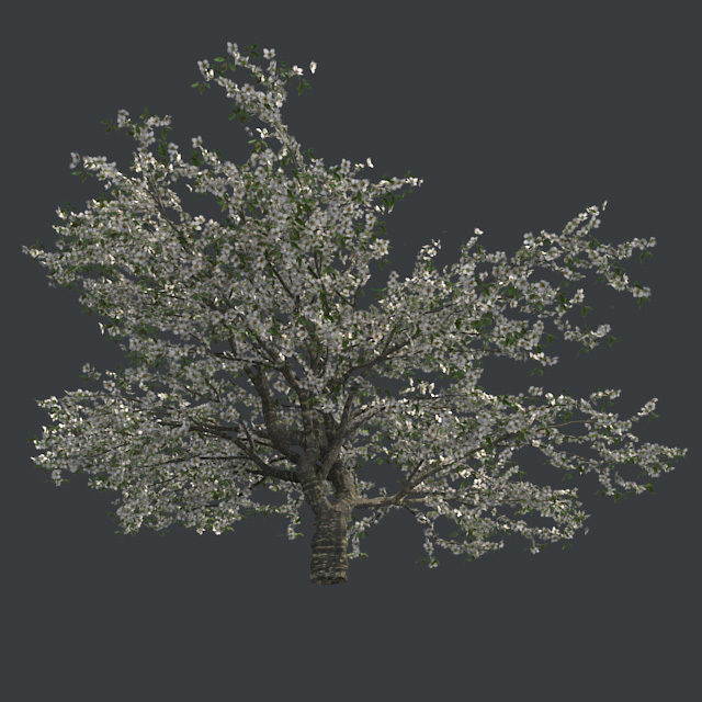 Cherry Blossom Tree Low-poly 3D model_1