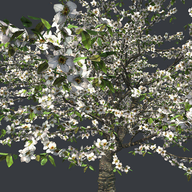Cherry Blossom Tree Low-poly 3D model_3