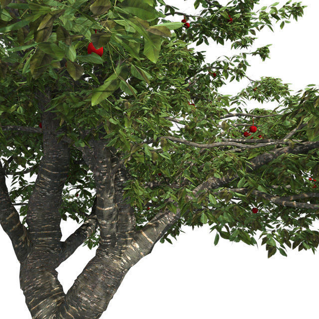 Cherry Tree Low-poly 3D model_3