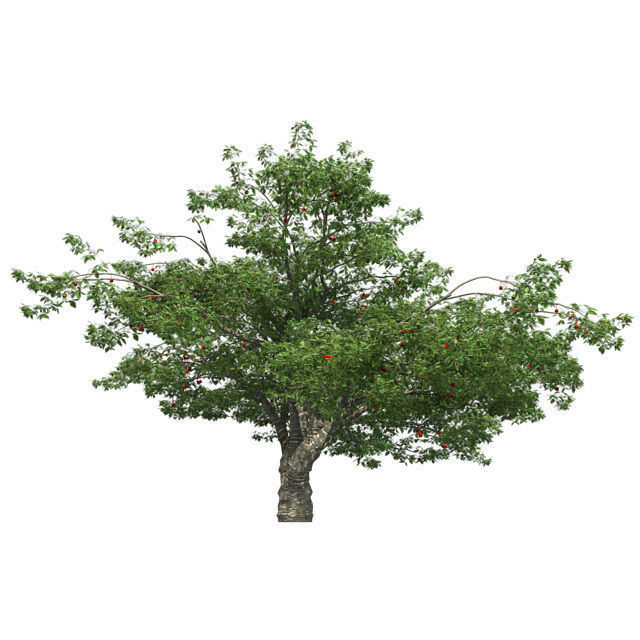 Cherry Tree Low-poly 3D model_2