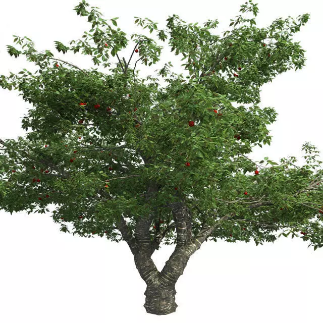 Cherry Tree Low-poly 3D model_0