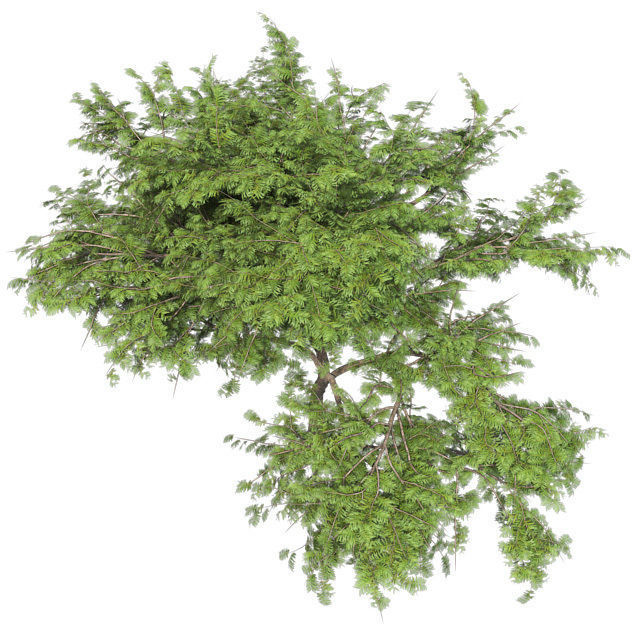 Hook Thorn Tree Low-poly 3D model_3